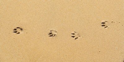 Paw prints in sand 